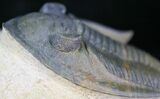 Zlichovaspis Trilobite - Great Eye Facets #27568-2